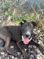 Found/Stray Unknown Dog last seen Near the pool at Crest at park central apmts, Dallas, TX 75251