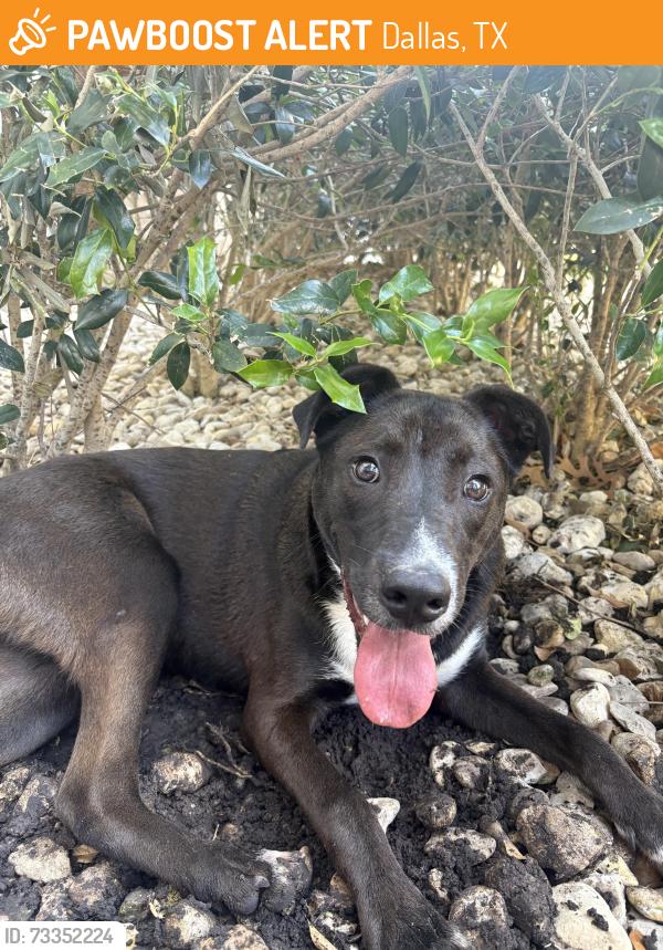 Found/Stray Unknown Dog last seen Near the pool at Crest at park central apmts, Dallas, TX 75251