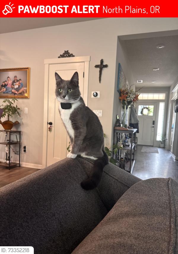 Lost Female Cat last seen Nw 307th Avenue and nw kaybern street, North Plains, OR 97133