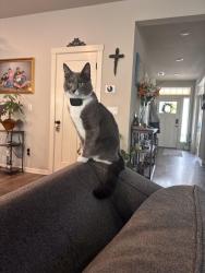 Lost Female Cat last seen Nw 307th Avenue and nw kaybern street, North Plains, OR 97133