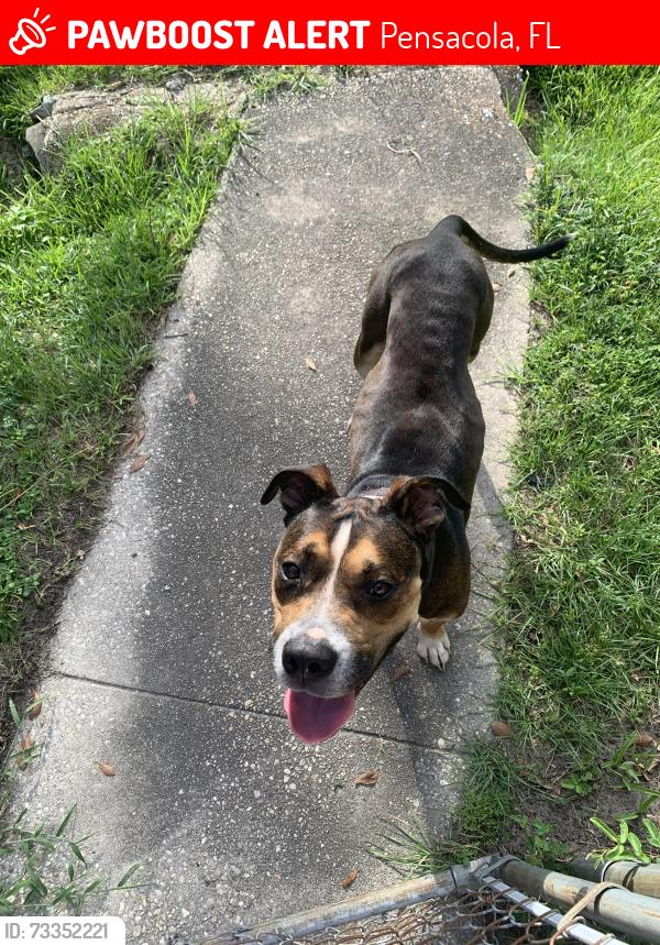Lost Male Dog last seen Patton Dr, Pensacola, FL 32507