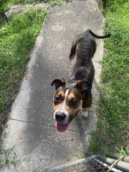 Lost Male Dog last seen Patton Dr, Pensacola, FL 32507