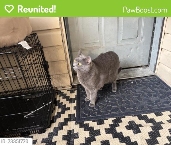 Reunited Male Cat last seen Near maiden lane, Ellenville, NY 12428