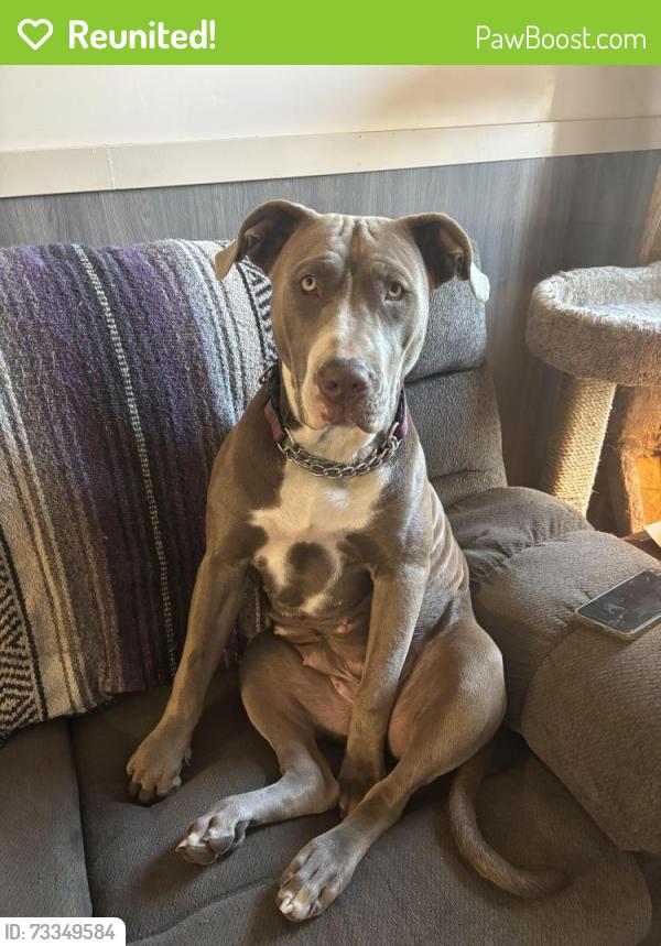 Reunited Female Dog last seen 2368- Hwy 97 north. Armstrong BC, BC-97, BC 