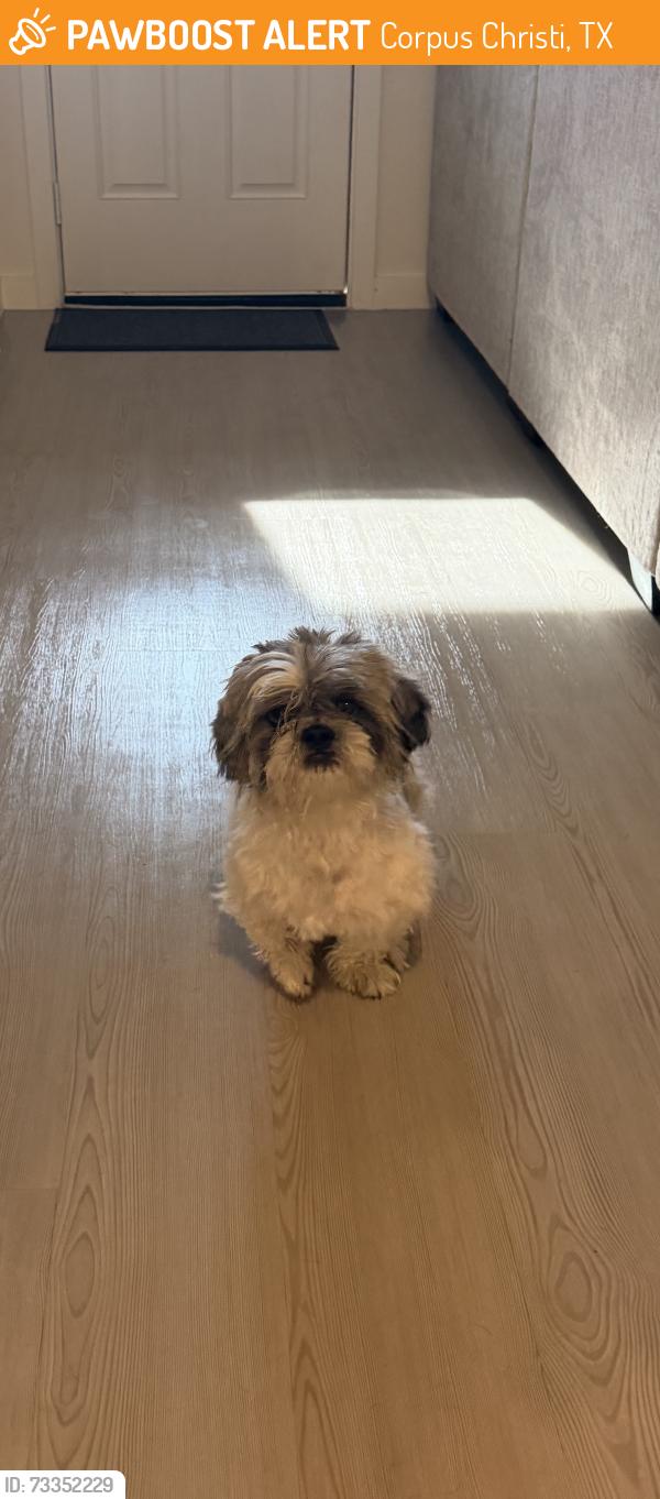 Found/Stray Male Dog last seen Grand Juntion, Corpus Christi, TX 78413