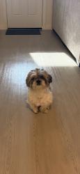 Found/Stray Male Dog last seen Grand Juntion, Corpus Christi, TX 78413