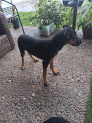 Found/Stray Male Dog last seen Gretna Blvd and Gehring, Gretna, LA 70053