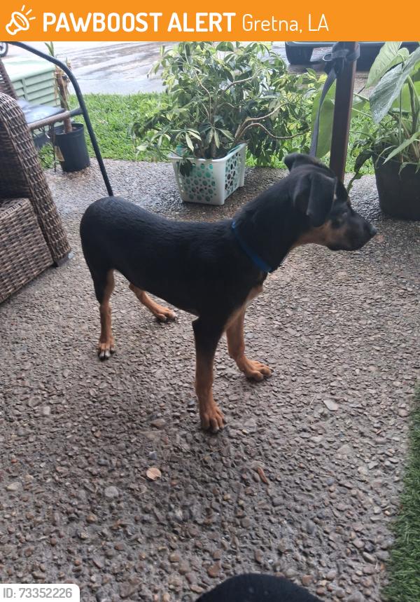 Found/Stray Male Dog last seen Gretna Blvd and Gehring, Gretna, LA 70053