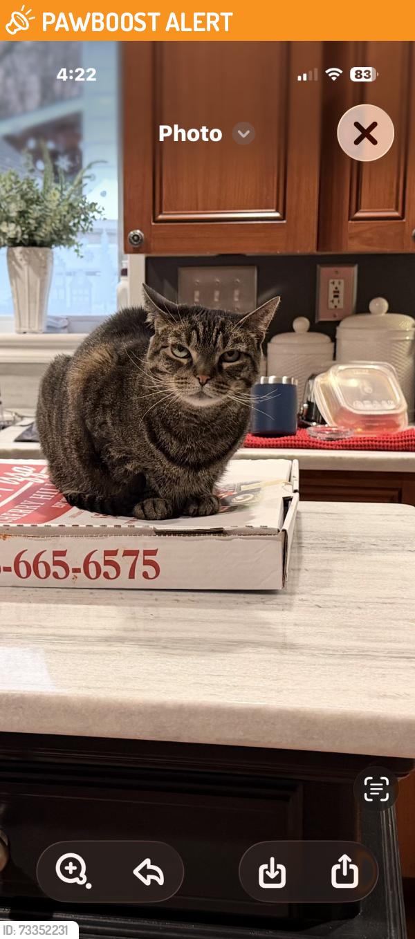 Found/Stray Female Cat last seen Hollis, Cherry Hill Township, NJ 08002