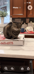 Found/Stray Female Cat last seen Hollis, Cherry Hill Township, NJ 08002