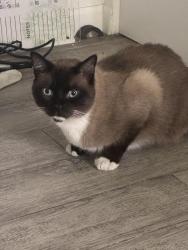 Reunited Male Cat last seen 1st and Greenfield, El Cajon, CA 92021