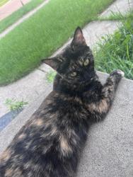 Lost Female Cat last seen Britiannia youngtown NW, Edmonton, AB 
