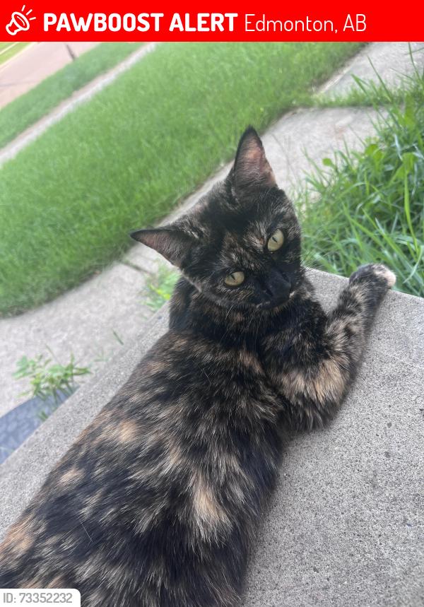 Lost Female Cat last seen Britiannia youngtown NW, Edmonton, AB 