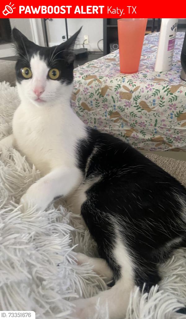 Lost Male Cat last seen Westheimer and fry, Katy, TX 77450