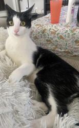Lost Male Cat last seen Westheimer and fry, Katy, TX 77450
