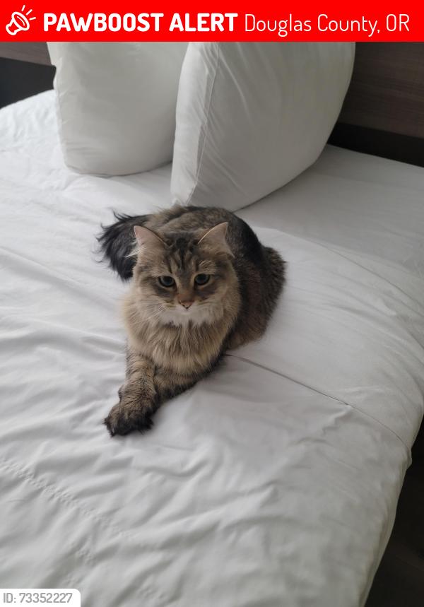 Lost Female Cat last seen Longs Fibre County park, Douglas County, OR 97410