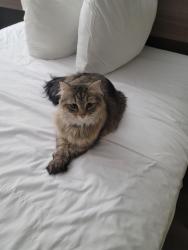 Lost Female Cat last seen Longs Fibre County park, Douglas County, OR 97410