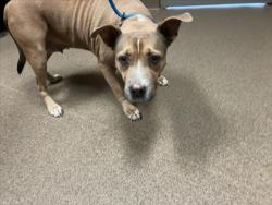 Shelter Stray Female Dog last seen Near BLOCK S ROCK RD, WICHITA KS 67210, 3303 N Hillside St, Wichita, KS 67219, USA