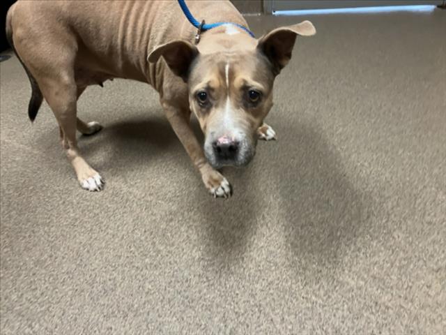 Shelter Stray Female Dog last seen Near BLOCK S ROCK RD, WICHITA KS 67210, 3303 N Hillside St, Wichita, KS 67219, USA