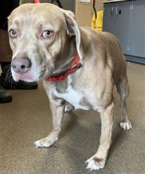 Shelter Stray Male Dog last seen Near BLOCK S WEBB RD, WICHITA KS 67207, 3303 N Hillside St, Wichita, KS 67219, USA