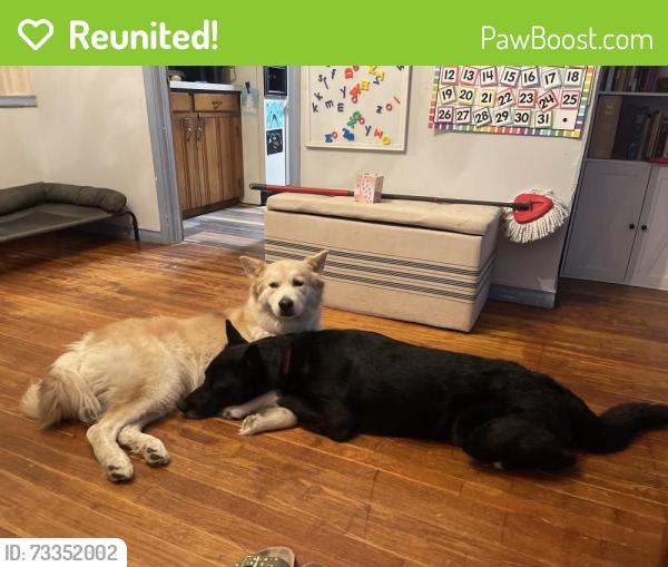 Reunited Male Dog last seen Webchapple, Dallas, TX 75220