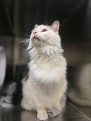 Shelter Stray Female Cat last seen Near BLOCK W 31ST ST S, GODDARD KS 67052, 3303 N Hillside St, Wichita, KS 67219, USA