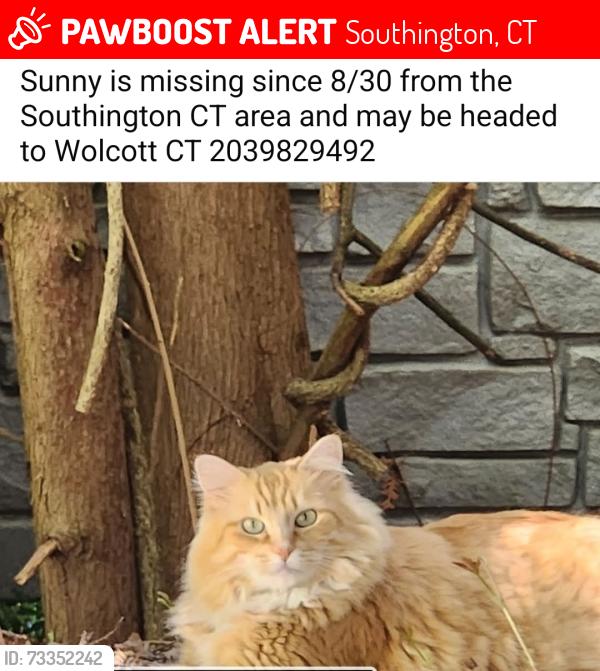 Lost Male Cat last seen Berlin, Southington, CT 06489