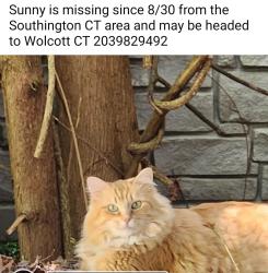 Lost Male Cat last seen Berlin, Southington, CT 06489