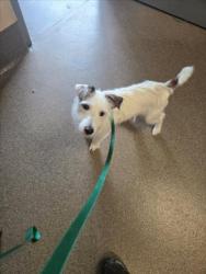 Shelter Stray Male Dog last seen Near BLOCK S EMPORIA AVE, WICHITA KS 67216, 3303 N Hillside St, Wichita, KS 67219, USA