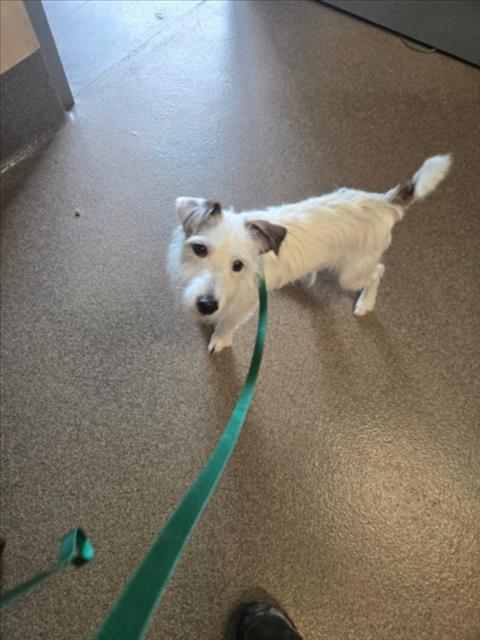 Shelter Stray Male Dog last seen Near BLOCK S EMPORIA AVE, WICHITA KS 67216, 3303 N Hillside St, Wichita, KS 67219, USA