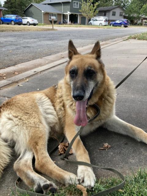Shelter Stray Male Dog last seen Near BLOCK W 27TH ST N, WICHITA KS 67204, 3303 N Hillside St, Wichita, KS 67219, USA