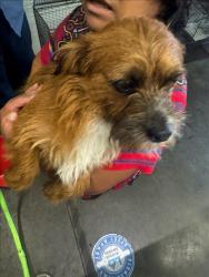 Shelter Stray Male Dog last seen , 1850 W 60th St, Los Angeles, CA 90047, USA