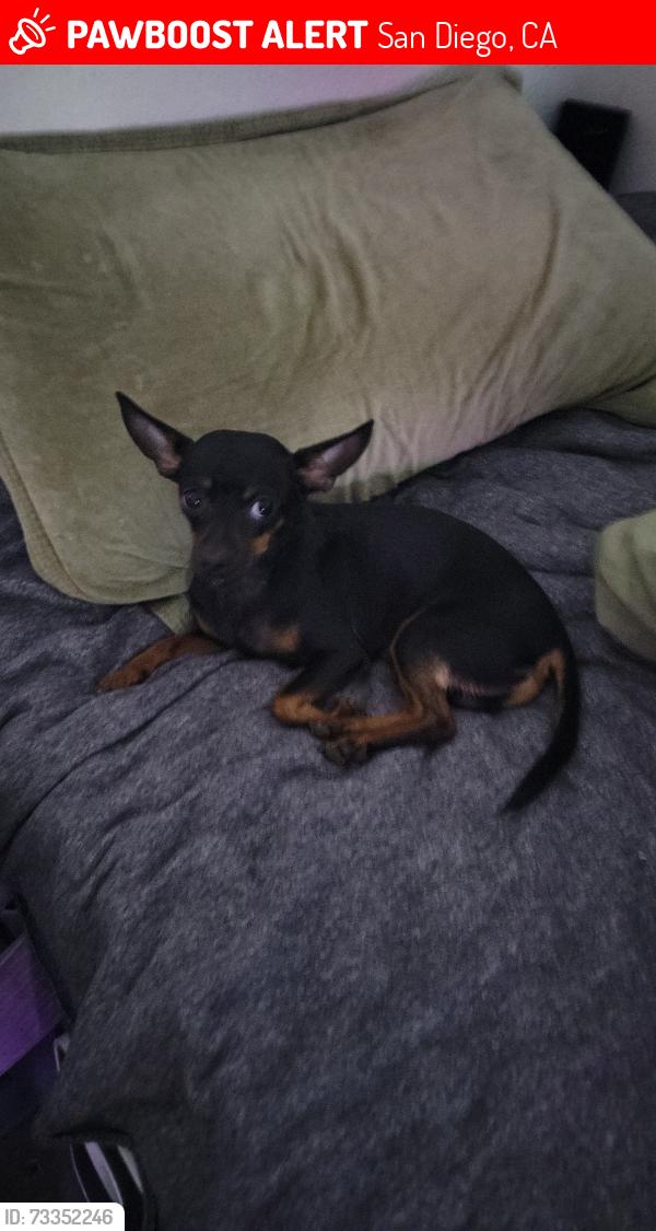 Lost Male Dog last seen San ysidro fire station, San Diego, CA 92173