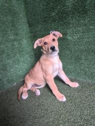 Shelter Stray Female Dog last seen , 5210 W Ave I, Lancaster, CA 93536, USA