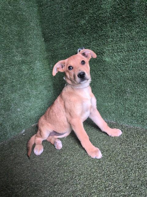 Shelter Stray Female Dog last seen , 5210 W Ave I, Lancaster, CA 93536, USA