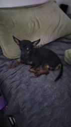 Lost Male Dog last seen San ysidro fire station, San Diego, CA 92173