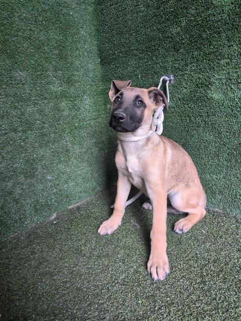 Shelter Stray Female Dog last seen , 5210 W Ave I, Lancaster, CA 93536, USA