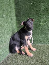 Shelter Stray Male Dog last seen , 5210 W Ave I, Lancaster, CA 93536, USA