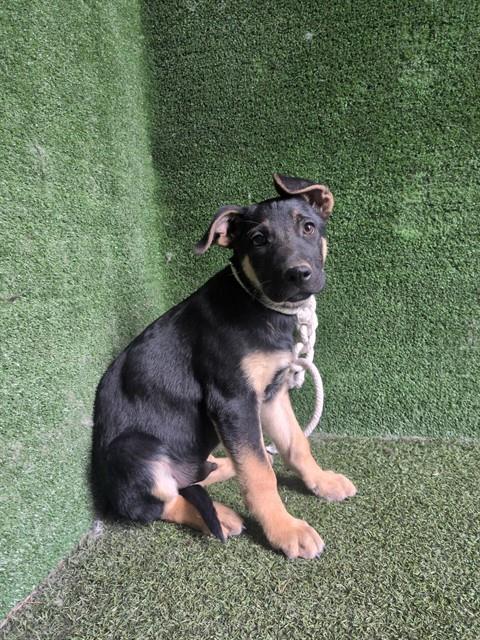 Shelter Stray Male Dog last seen , 5210 W Ave I, Lancaster, CA 93536, USA
