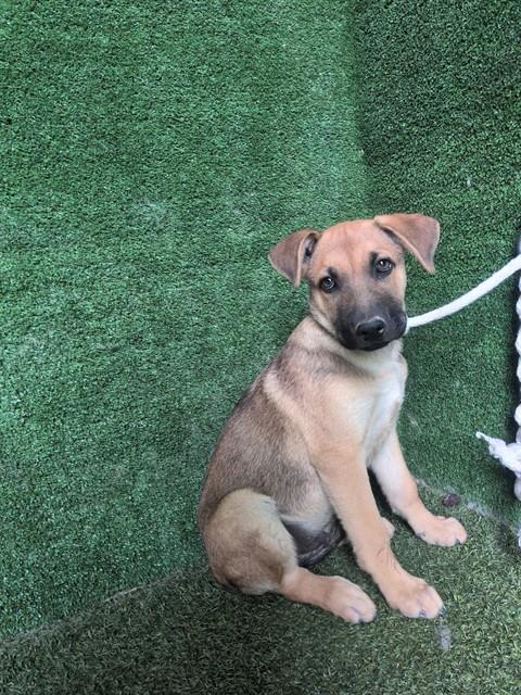 Shelter Stray Male Dog last seen , 5210 W Ave I, Lancaster, CA 93536, USA