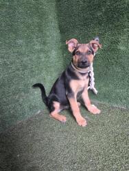 Shelter Stray Male Dog last seen , 5210 W Ave I, Lancaster, CA 93536, USA