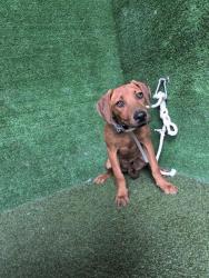 Shelter Stray Female Dog last seen , 5210 W Ave I, Lancaster, CA 93536, USA
