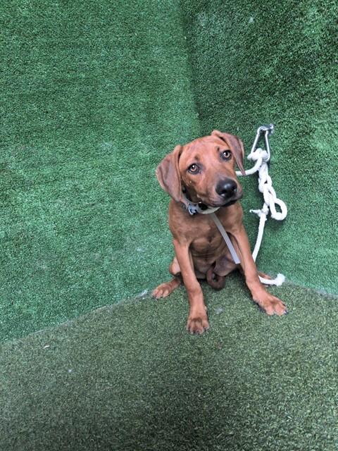 Shelter Stray Female Dog last seen , 5210 W Ave I, Lancaster, CA 93536, USA
