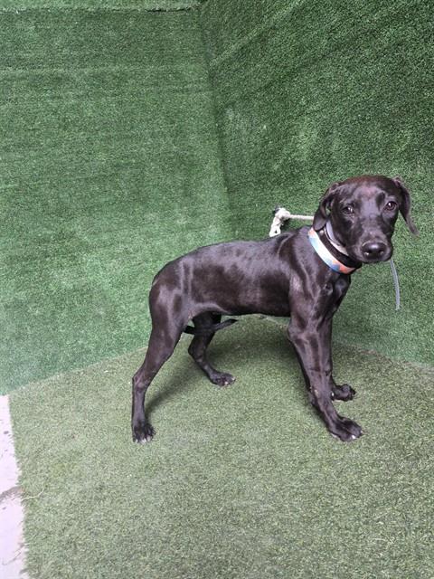 Shelter Stray Female Dog last seen , 5210 W Ave I, Lancaster, CA 93536, USA