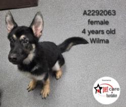 Shelter Stray Female Dog last seen , 3201 Lacy St, Los Angeles, CA 90031, USA