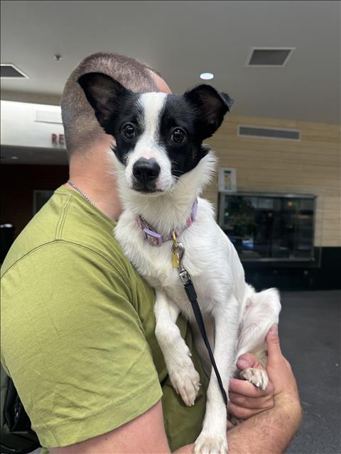 Shelter Stray Male Dog last seen , 3201 Lacy St, Los Angeles, CA 90031, USA