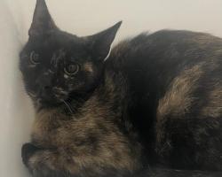 Shelter Stray Unknown Cat last seen Near BLOCK JAMAICA ST, AURORA CO 80010 4031, 2080 S Quebec St, Denver, CO 80231, USA