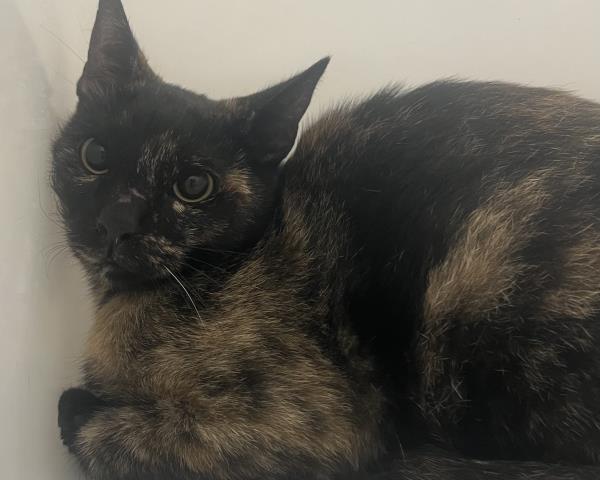 Shelter Stray Unknown Cat last seen Near BLOCK JAMAICA ST, AURORA CO 80010 4031, 2080 S Quebec St, Denver, CO 80231, USA