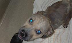 Shelter Stray Male Dog last seen Near BLOCK NW 14 CT, FORT LAUDERDALE FL 33311, 2400 SW 42nd St, Fort Lauderdale, FL 33312, USA