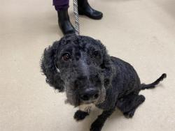 Shelter Stray Male Dog last seen Near BLOCK N VEL R PHILLIPS, 3839 W Burnham St, West Milwaukee, WI 53215, USA